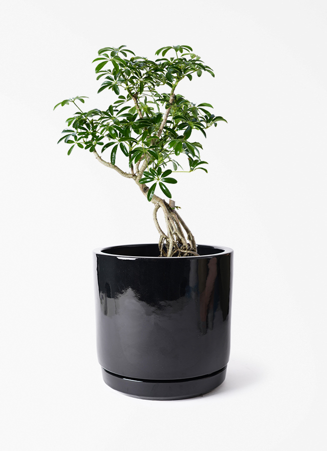 観葉植物 シェフレラ（カポック） 6号 根あがり ビトロ エンデカ