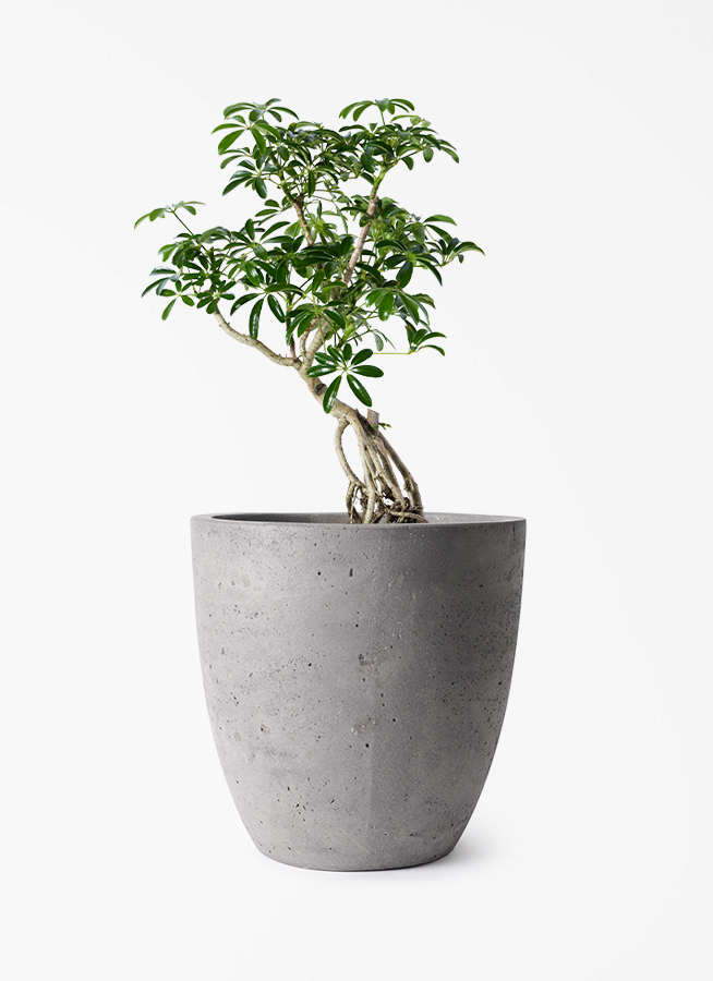 観葉植物 シェフレラ（カポック） 6号 根あがり コーテス ラウンド
