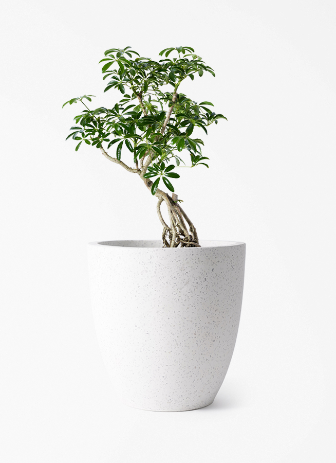 観葉植物 シェフレラ（カポック） 6号 根あがり コーテス ラウンド