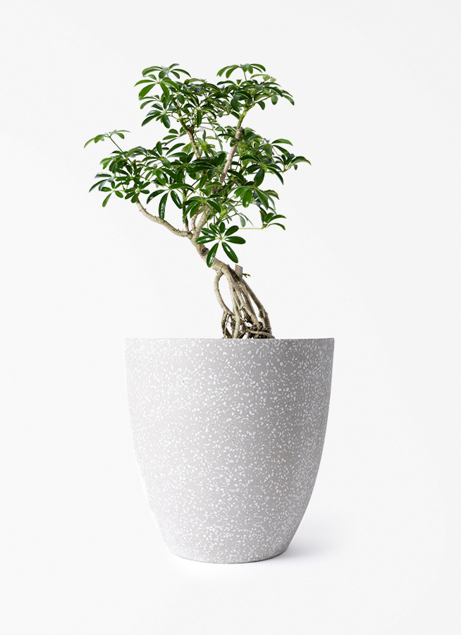 観葉植物 シェフレラ（カポック） 6号 根あがり コーテス ラウンド