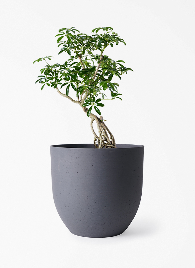 観葉植物 シェフレラ（カポック） 6号 根あがり インティ グレー 付き