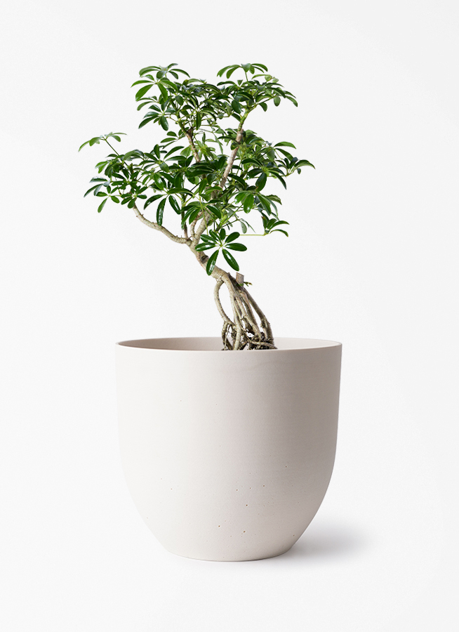 シェフレラ・カポック 約60cm程 ♡ 観葉植物 シェフレラ（カポック） 6号 根あがり インティ ホワイト