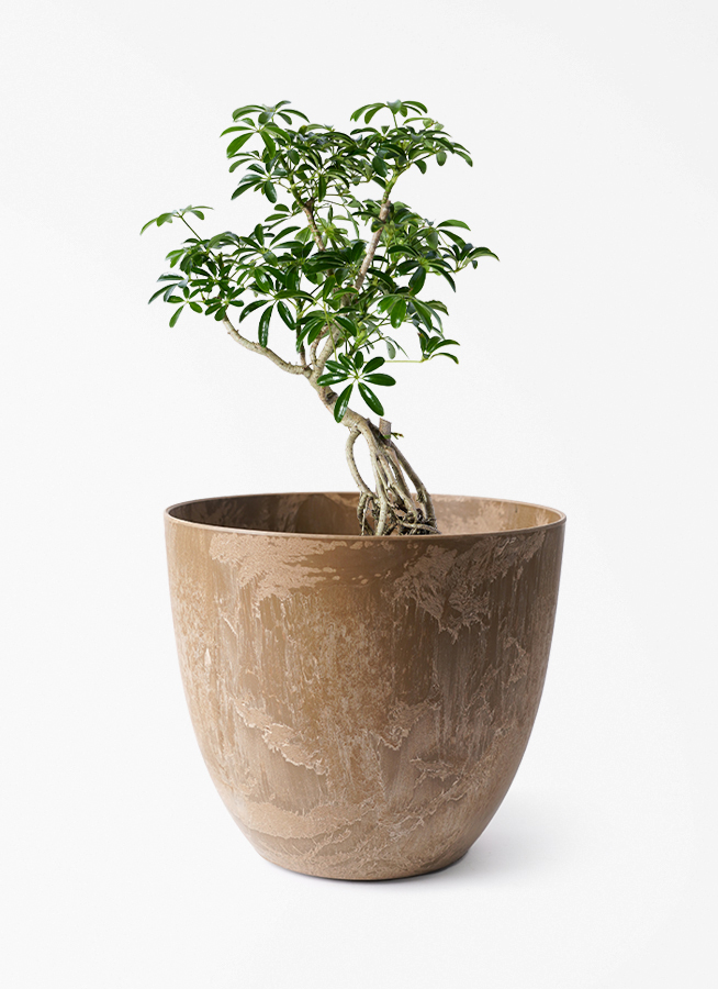 観葉植物 シェフレラ（カポック） 6号 根あがり アートストーン ボーラ