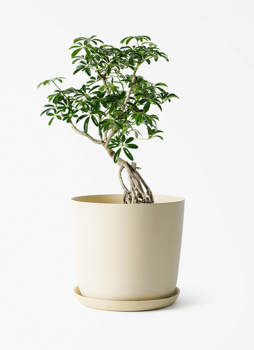 観葉植物 シェフレラ（カポック） 6号 根あがり エステリ ベージュ
