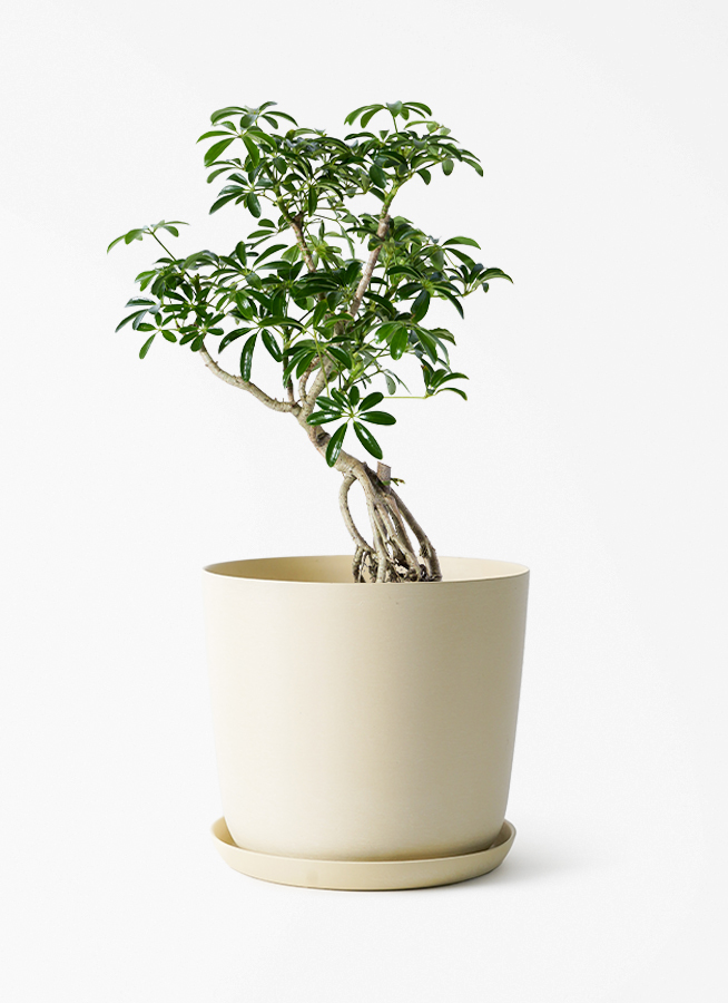 観葉植物 シェフレラ（カポック） 6号 根あがり エステリ ベージュ