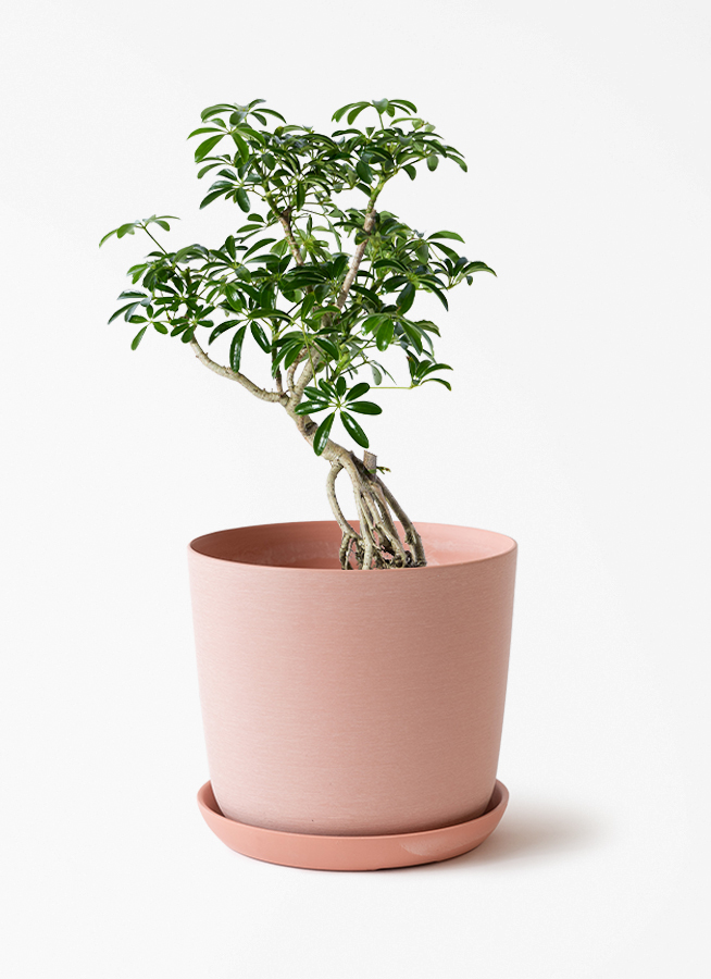観葉植物 シェフレラ（カポック） 6号 根あがり エステリ ピンク 付き