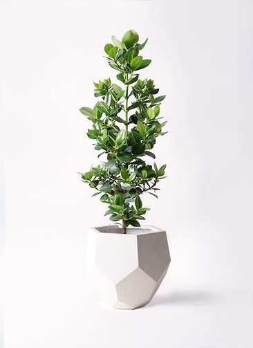 観葉植物 クルシア ロゼア プリンセス 8号 ポリゴヘクサ 白 付き 