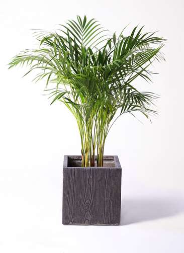 観葉植物 アレカヤシ 8号 ベータ キューブプランター ウッド 茶 付き