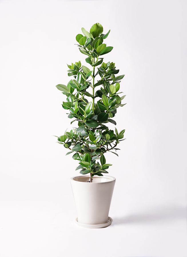 クルシアロゼアプリンセス‼️観葉植物！肉厚の葉っぱ 観葉植物 クルシア ロゼア プリンセス 8号 リブバスケットNatural 付き