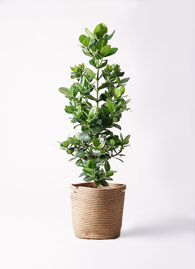 観葉植物 クルシア ロゼア プリンセス 8号 プラスチック鉢