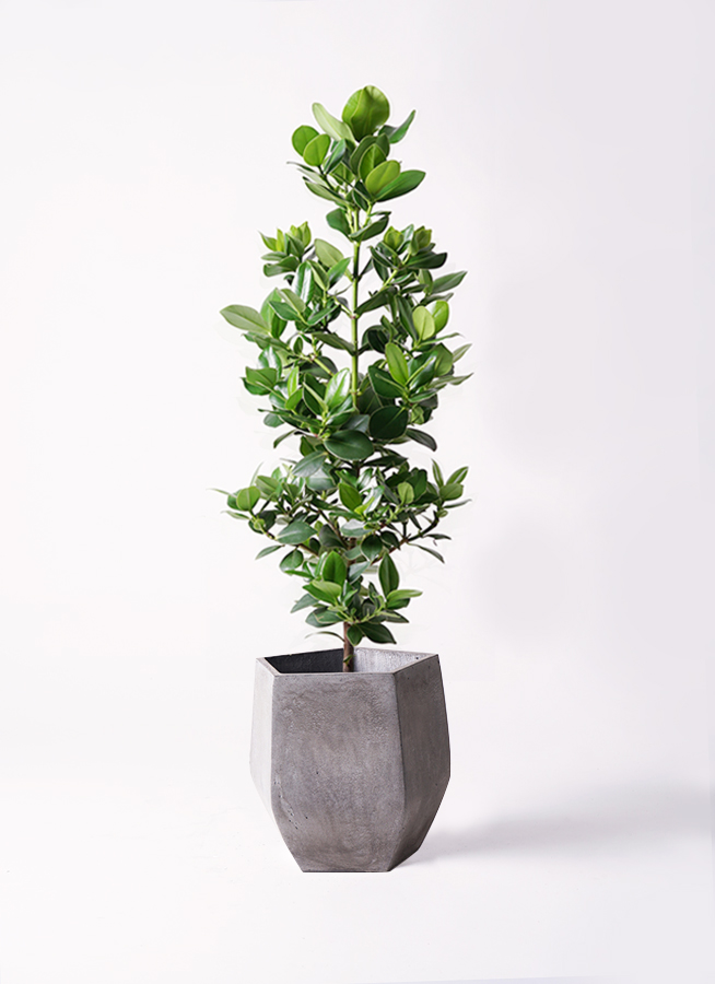 観葉植物aneさん専用　ベリーブラスト　グレムリン 観葉植物 クルシア ロゼア プリンセス 8号 竹バスケット 付き