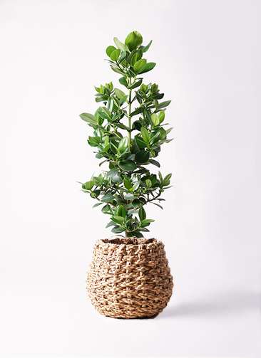 観葉植物 クルシア ロゼア プリンセス 8号 ラッシュバスケット Natural