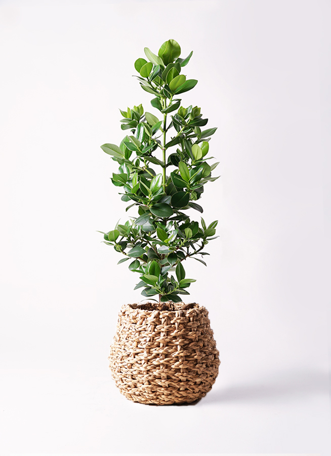 観葉植物A 観葉植物 クルシア ロゼア プリンセス 8号 セドナロング 墨 付き