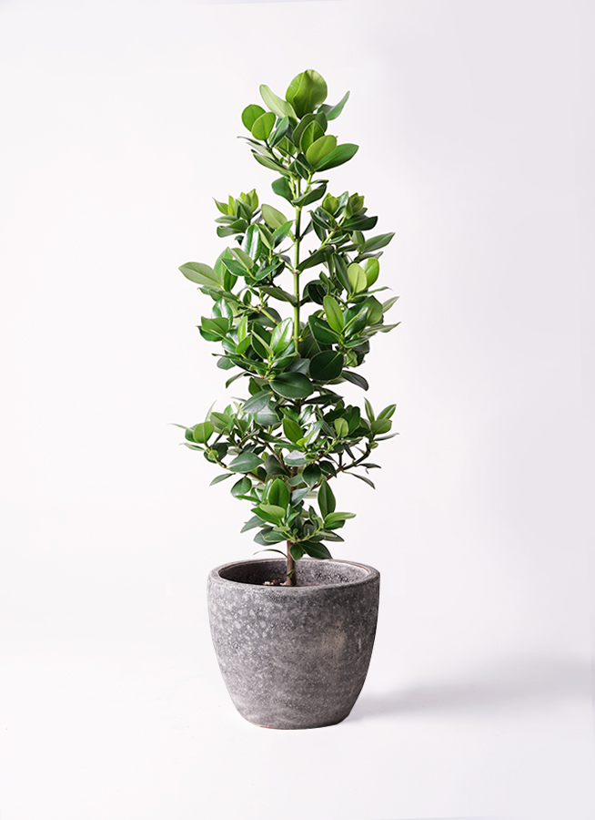 観葉植物 hy-rainbowmst3.jpg