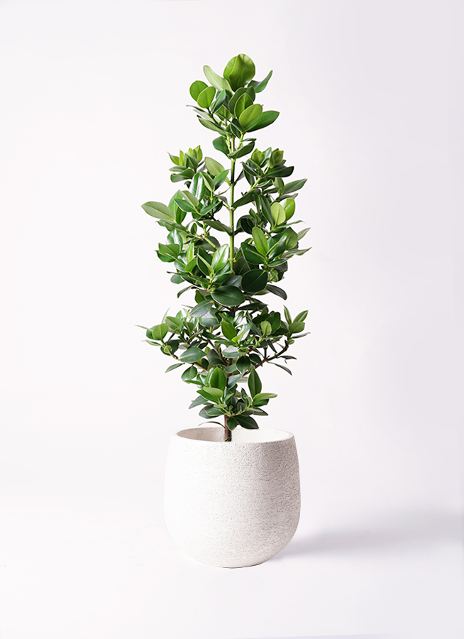 その他観葉植物 acetedyamada 観葉植物 クルシア ロゼア プリンセス 8号 アルマ ミドル 付き | 観葉