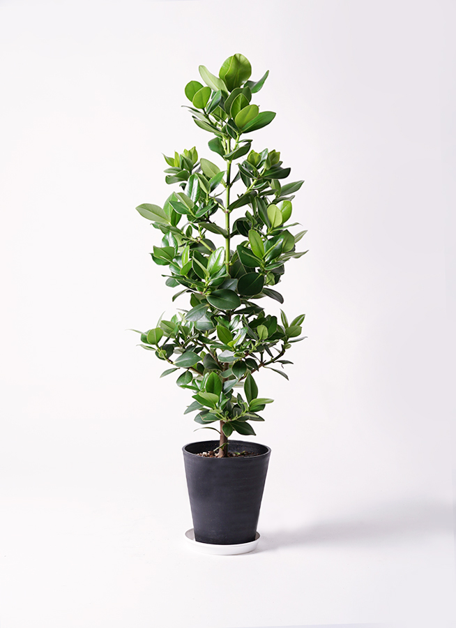 観葉植物 クルシア ロゼア プリンセス 8号 ラッシュバスケット 観葉植物 クルシア ロゼア プリンセス 8号 ラッシュバスケット