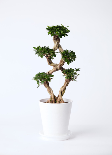 観葉植物 ガジュマル 8号 8の字 プラスチック鉢 | 観葉植物なら
