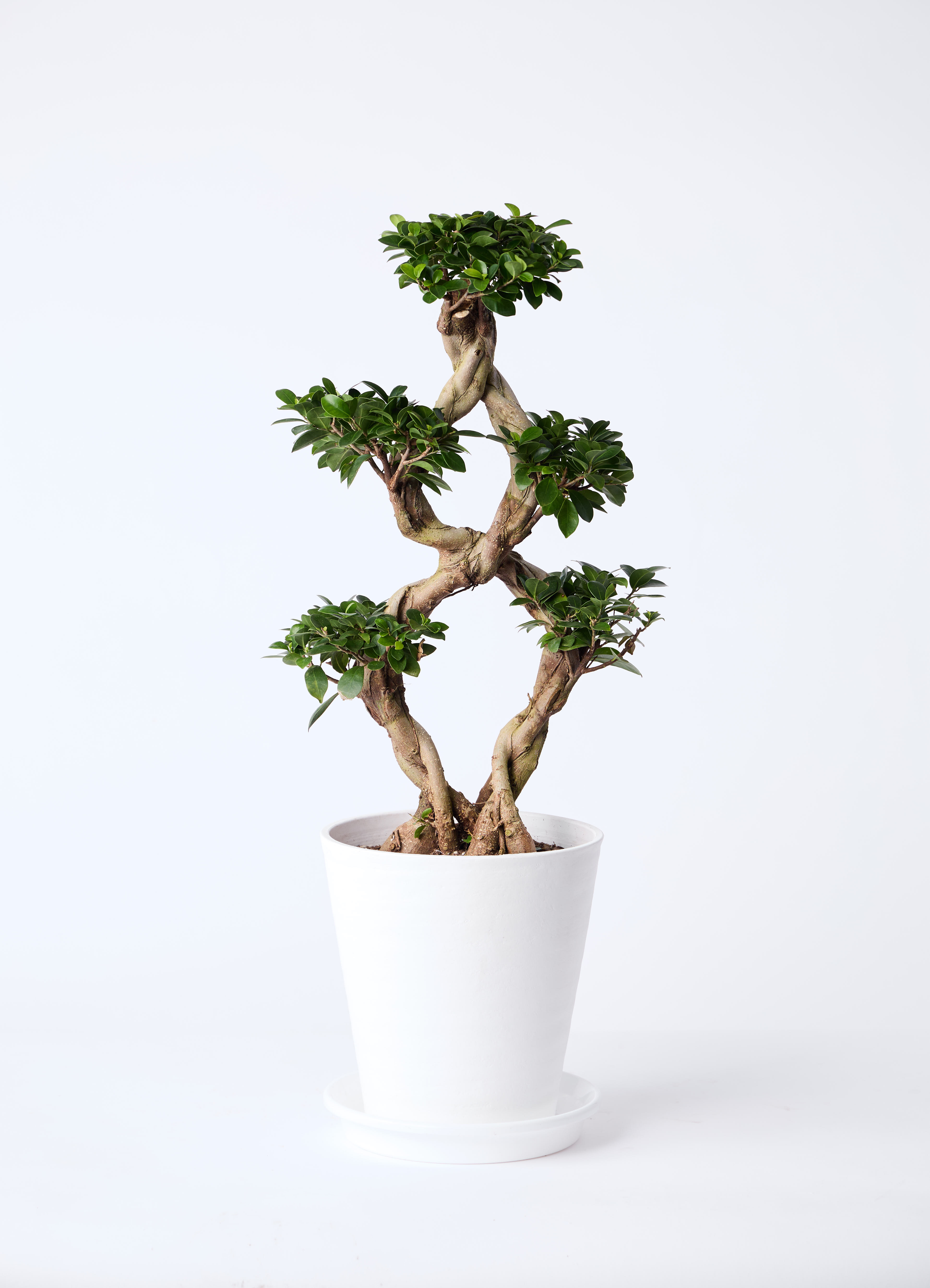 観葉植物 ガジュマル 8号 8の字 フォレスト トール ホワイト 付き