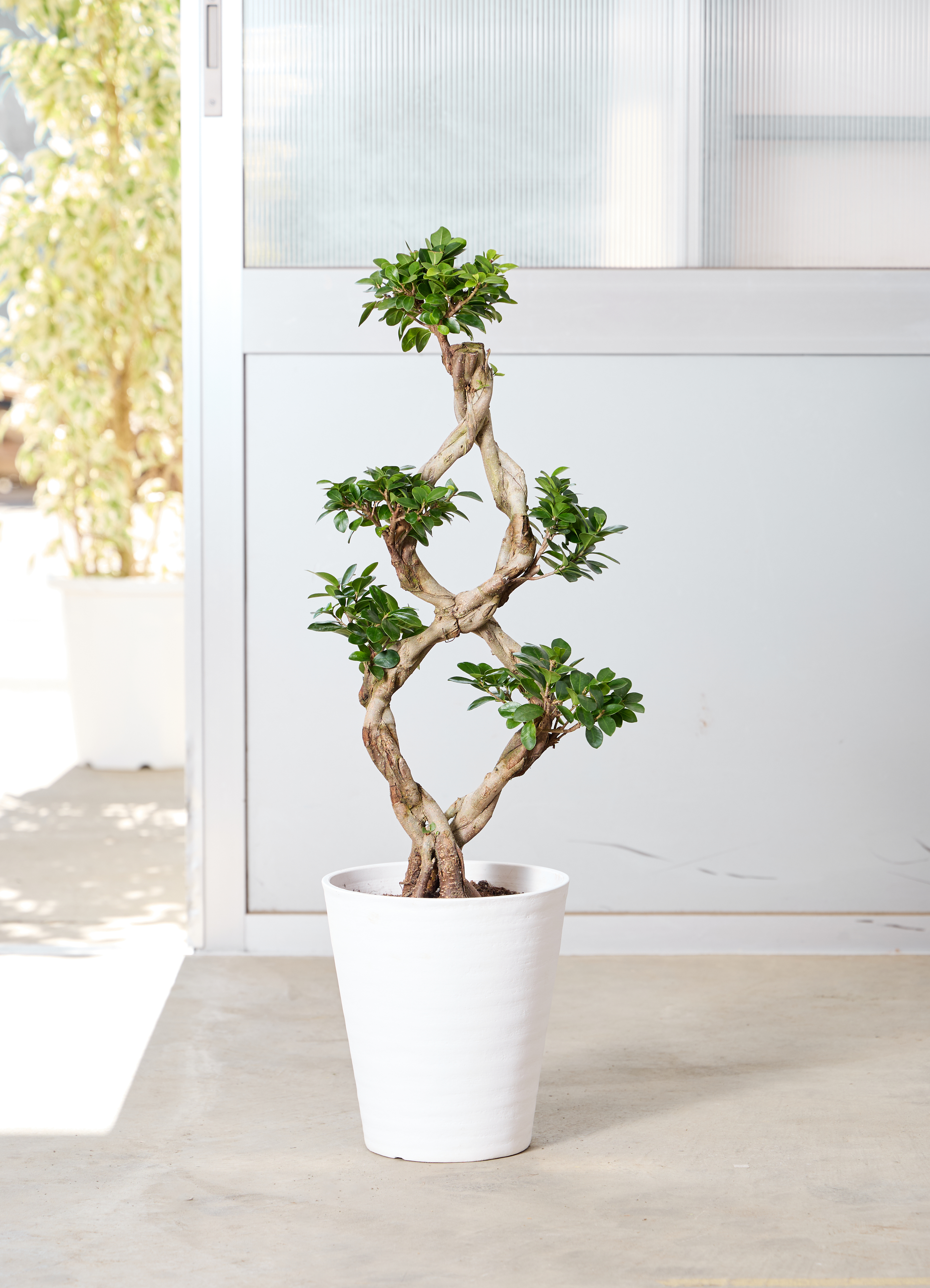 観葉植物 ガジュマル 8号 8の字 インティ シリンダー 付き | 観葉植物