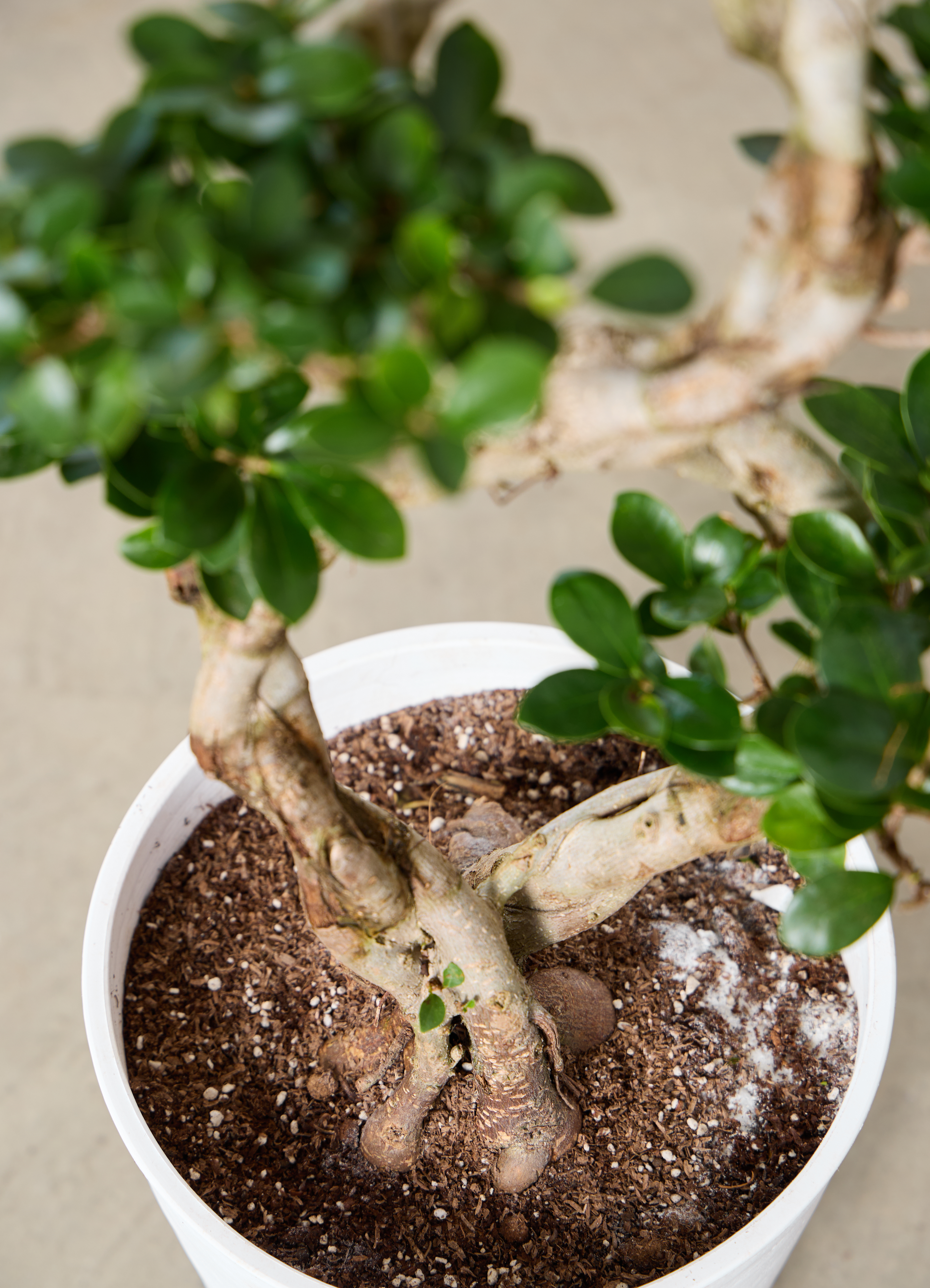 観葉植物 ガジュマル 8号 8の字 インティ シリンダー 付き | 観葉植物