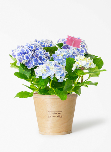 母の日】あじさい 鉢植えのお花 キャンディハート ブルー ウッドポット