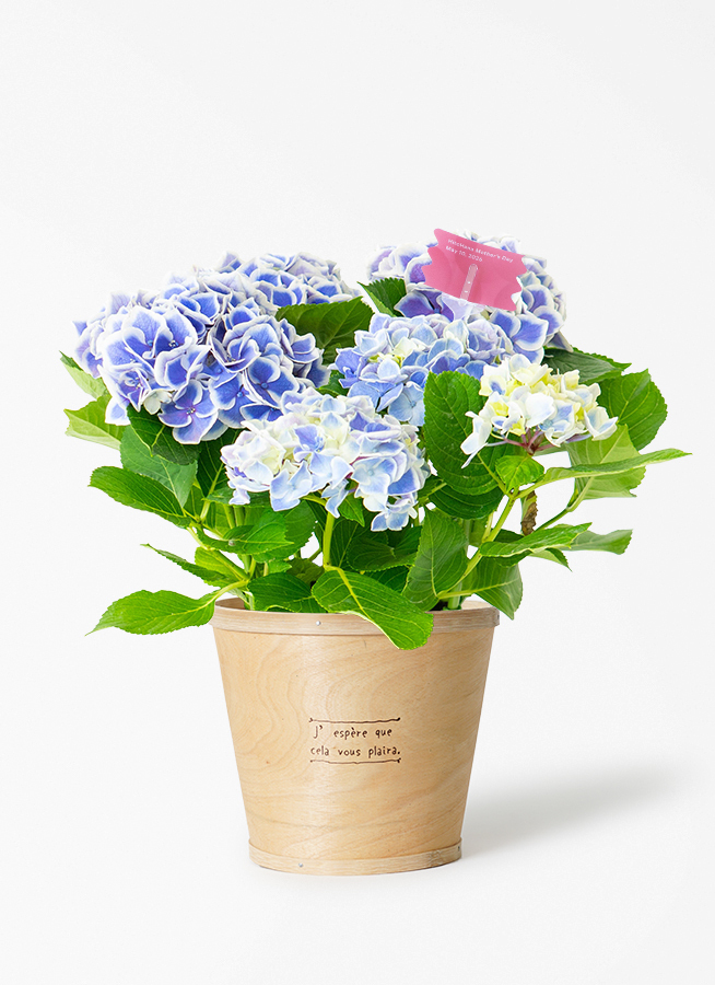 青色（ブルー）の鉢植えのお花 | 鉢植えのお花ならHitoHana（ひとはな）