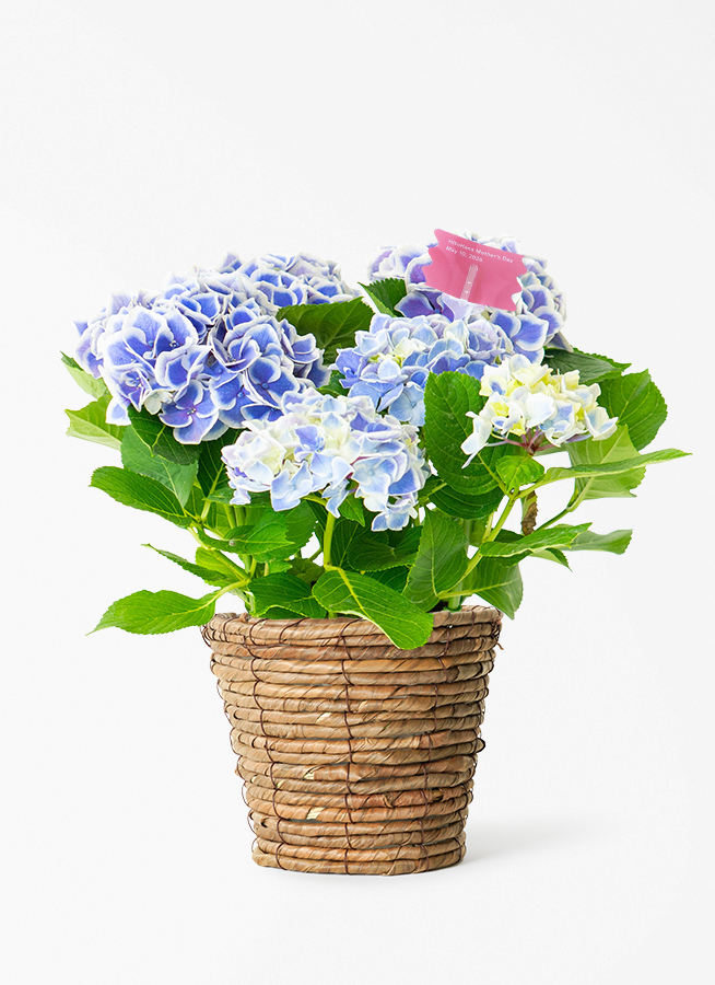 母の日】あじさい 鉢植えのお花 キャンディハート ブルー ブラウン