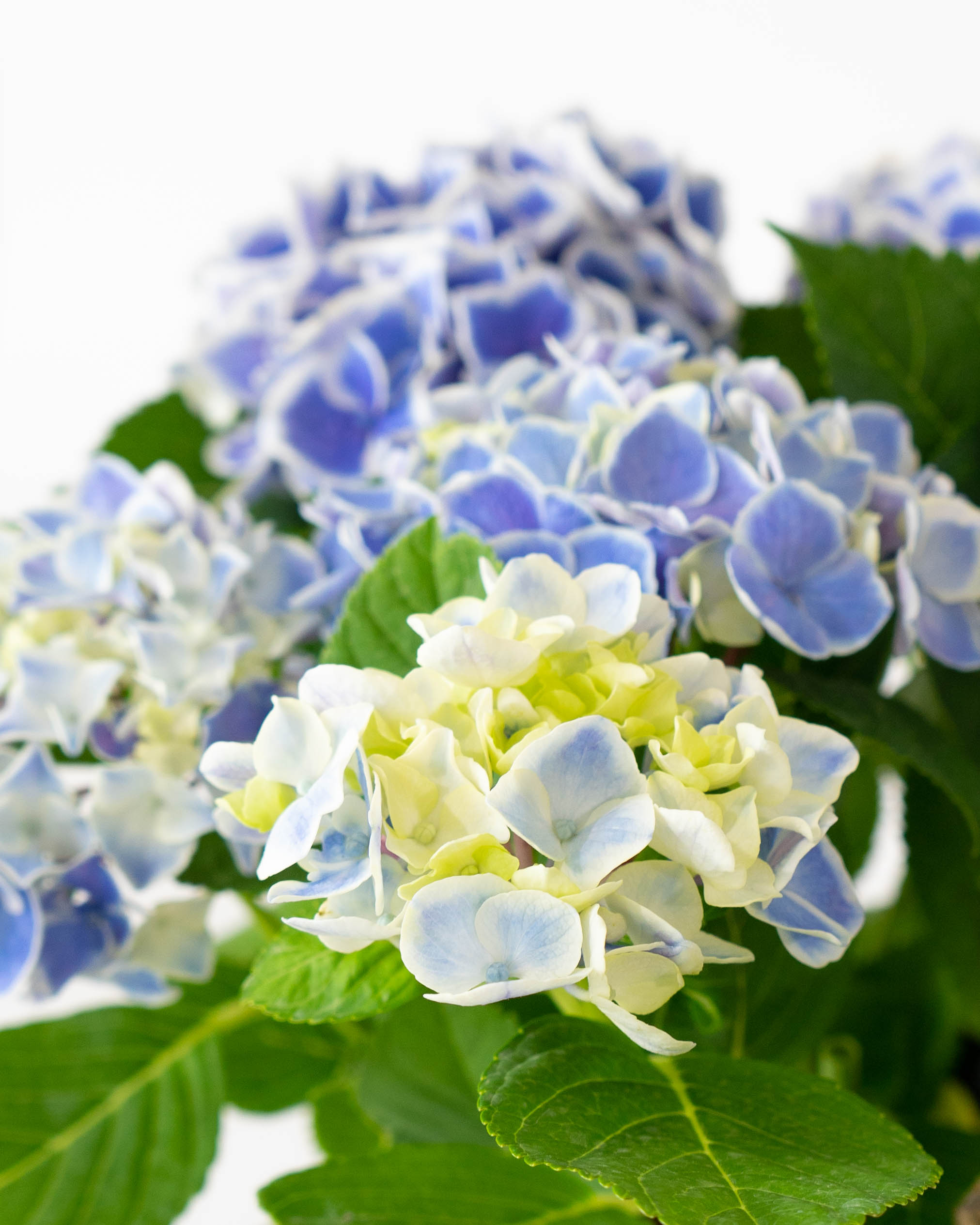 母の日】あじさい 鉢植えのお花 キャンディハート ブルー ウッドポット
