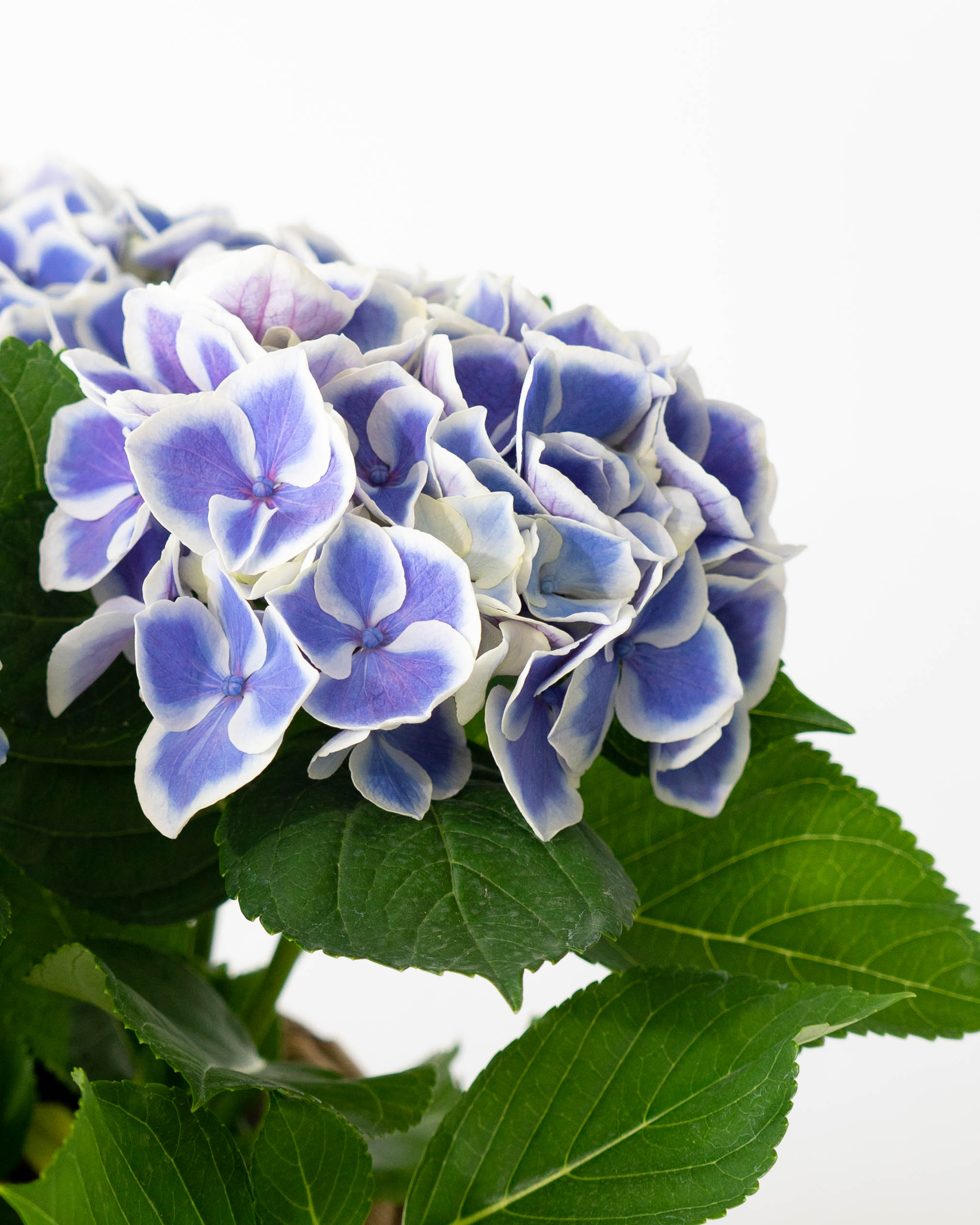 母の日】あじさい 鉢植えのお花 キャンディハート ブルー ブラウン