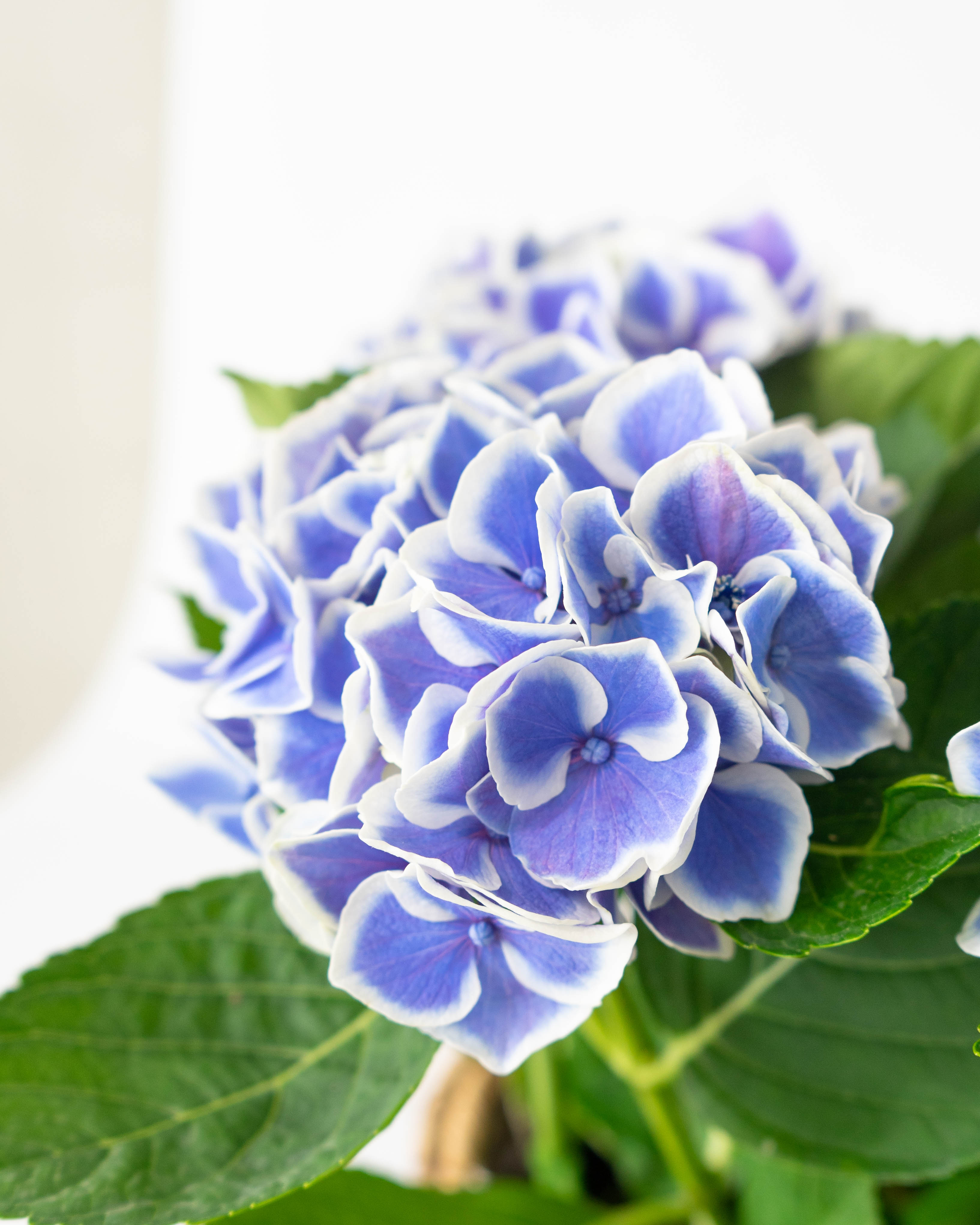 母の日】あじさい 鉢植えのお花 キャンディハート ブルー ブラウン