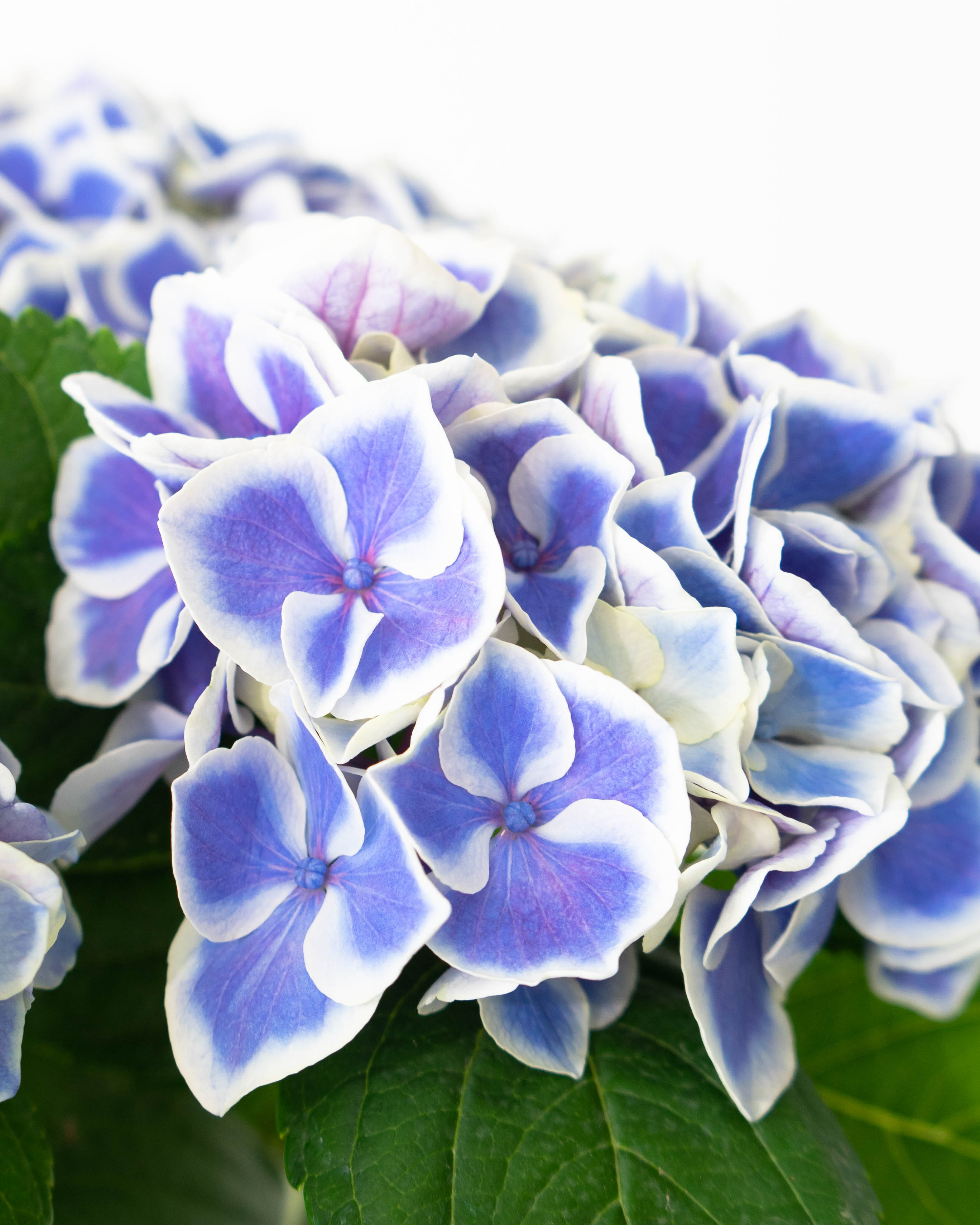 母の日】あじさい 鉢植えのお花 キャンディハート ブルー ブラウン