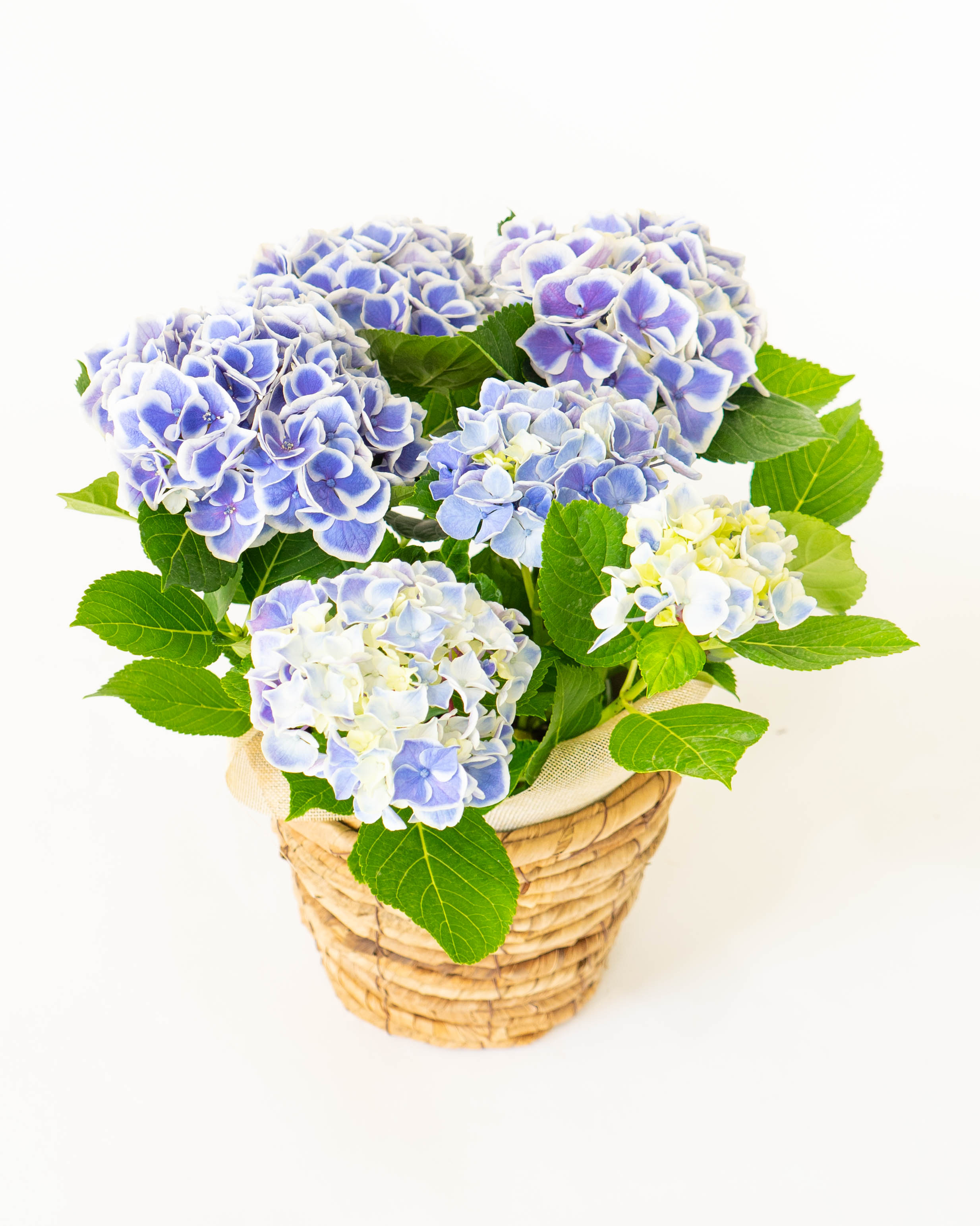 母の日】あじさい 鉢植えのお花 キャンディハート ブルー ブラウン