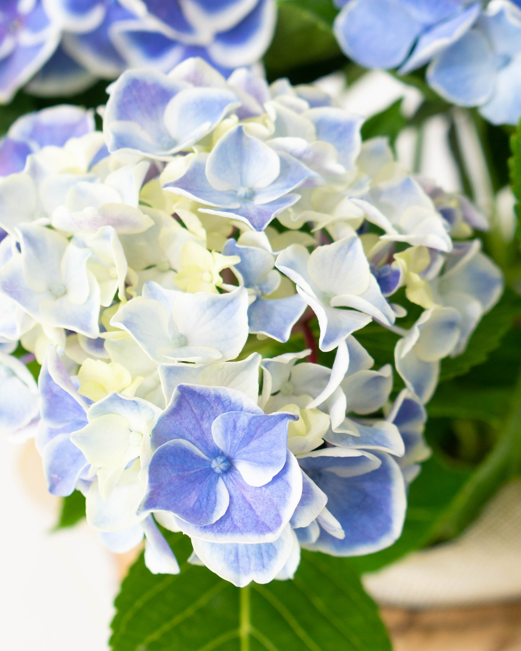 母の日】あじさい 鉢植えのお花 キャンディハート ブルー ブラウン