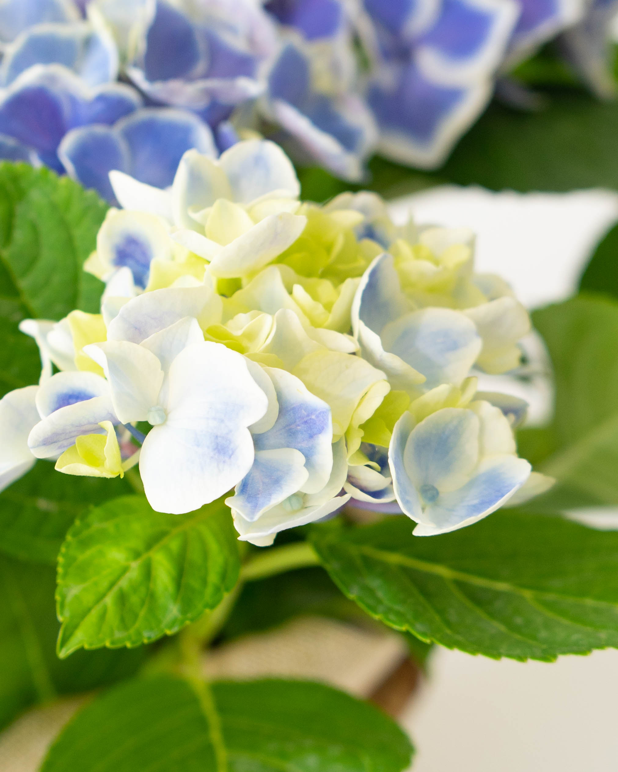 母の日】あじさい 鉢植えのお花 キャンディハート ブルー ブラウン