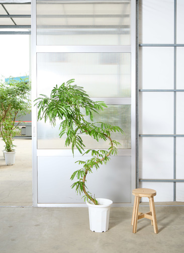 観葉植物 エバーフレッシュ 【170cm】 10号 曲り #72073 | 観葉植物