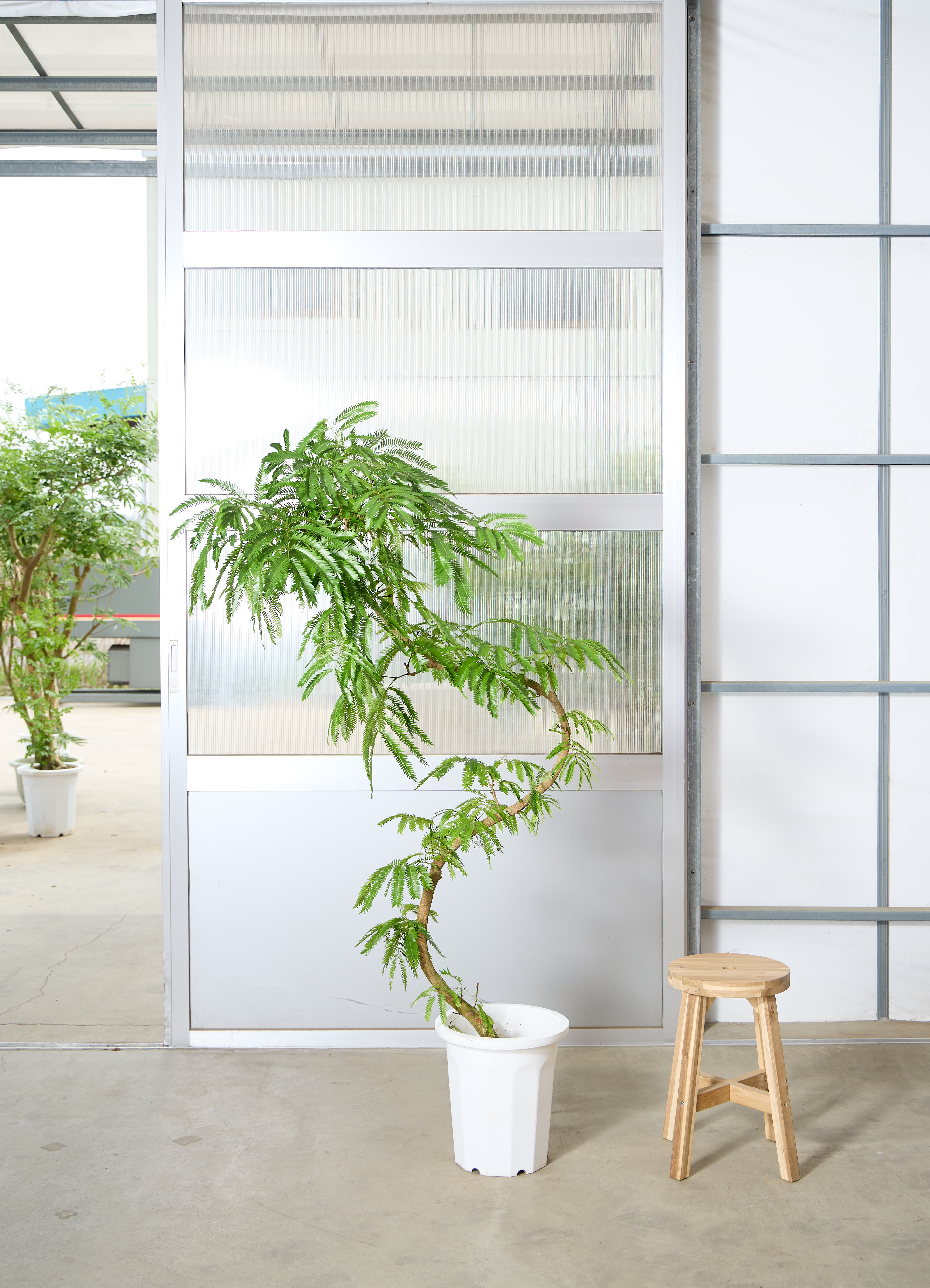 観葉植物 エバーフレッシュ 【170cm】 10号 曲り #72073 | 観葉植物