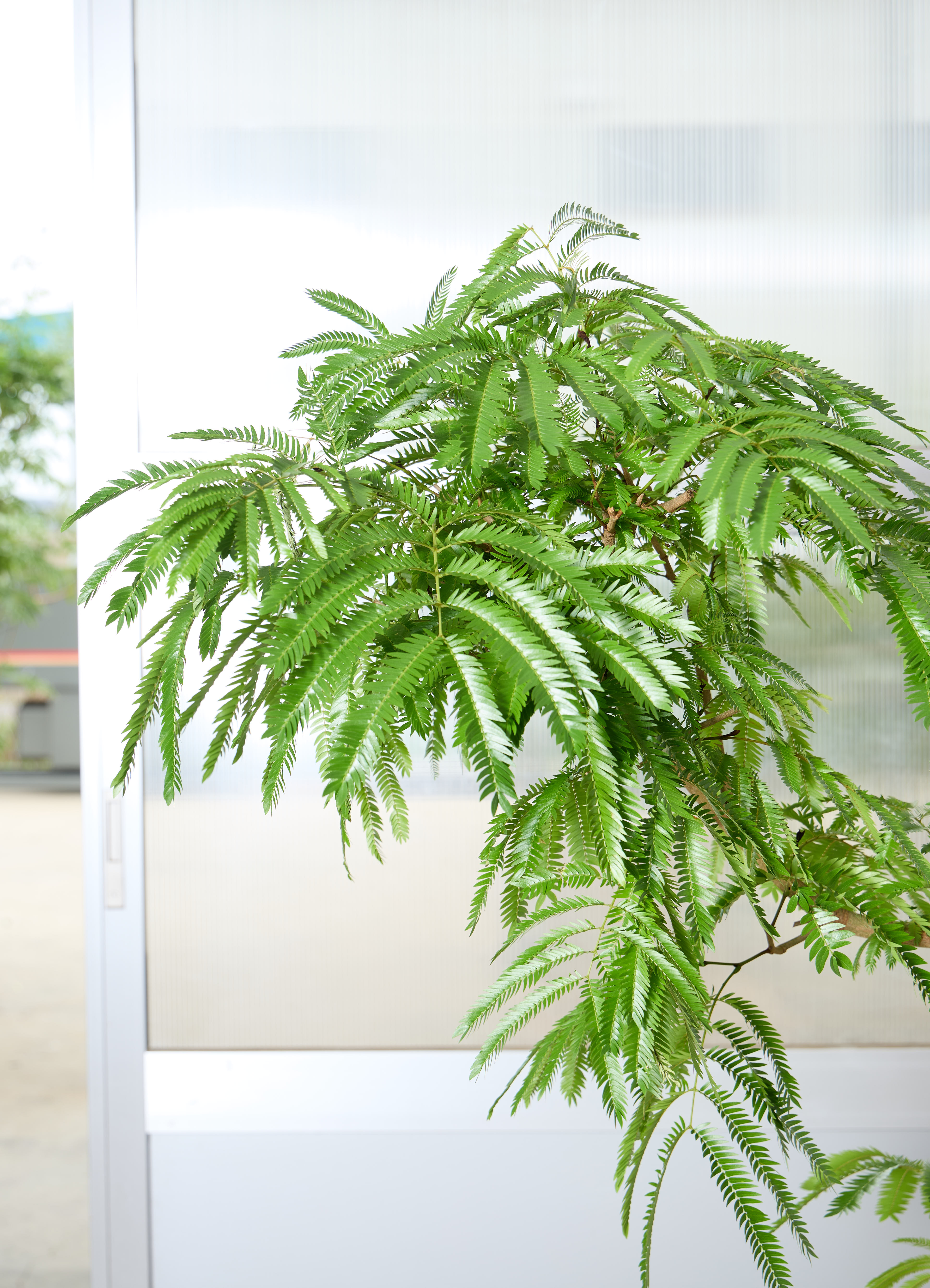 観葉植物 エバーフレッシュ 【170cm】 10号 曲り #72073 | 観葉植物