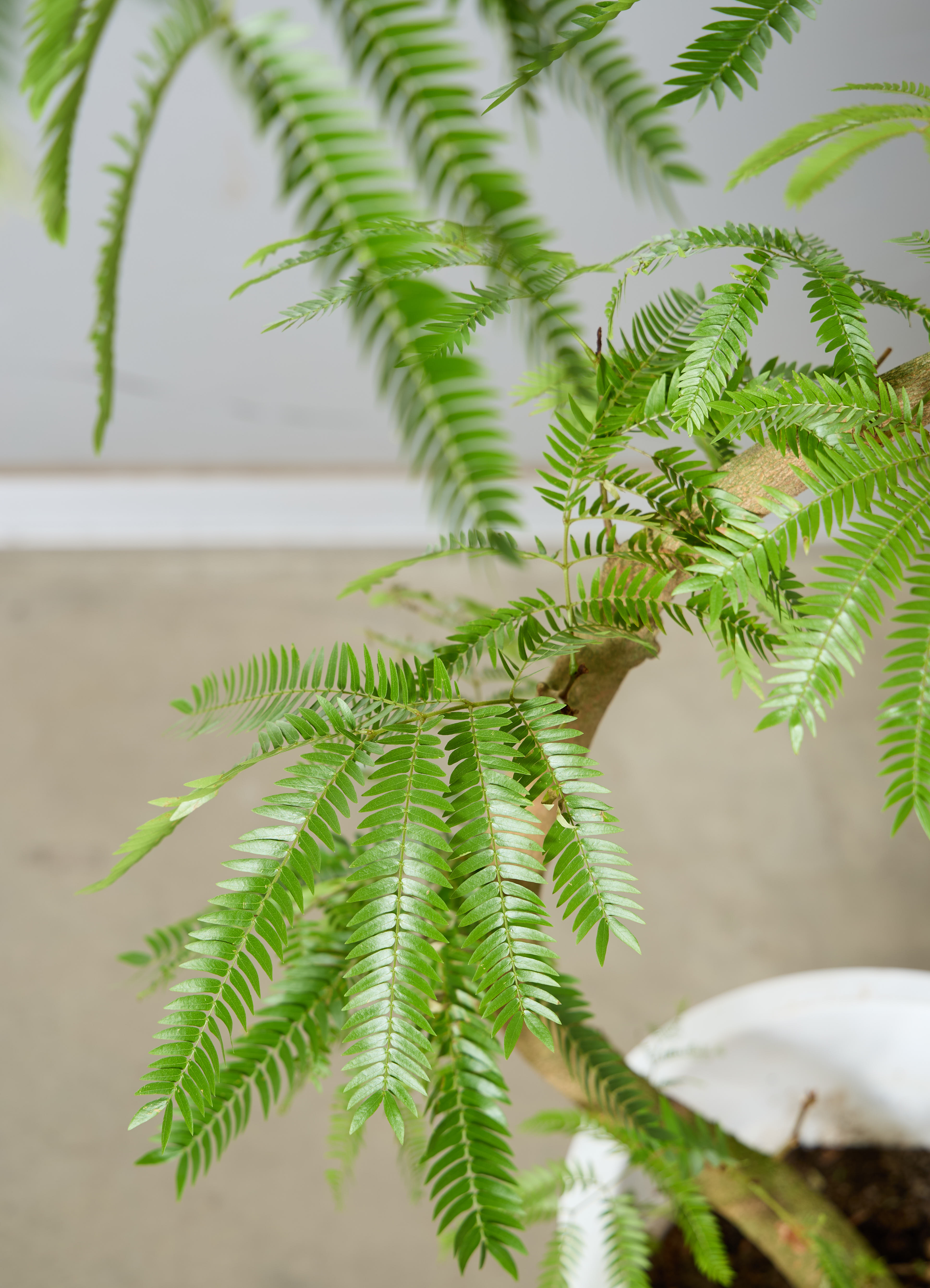 観葉植物 エバーフレッシュ 【170cm】 10号 曲り #72073 | 観葉植物