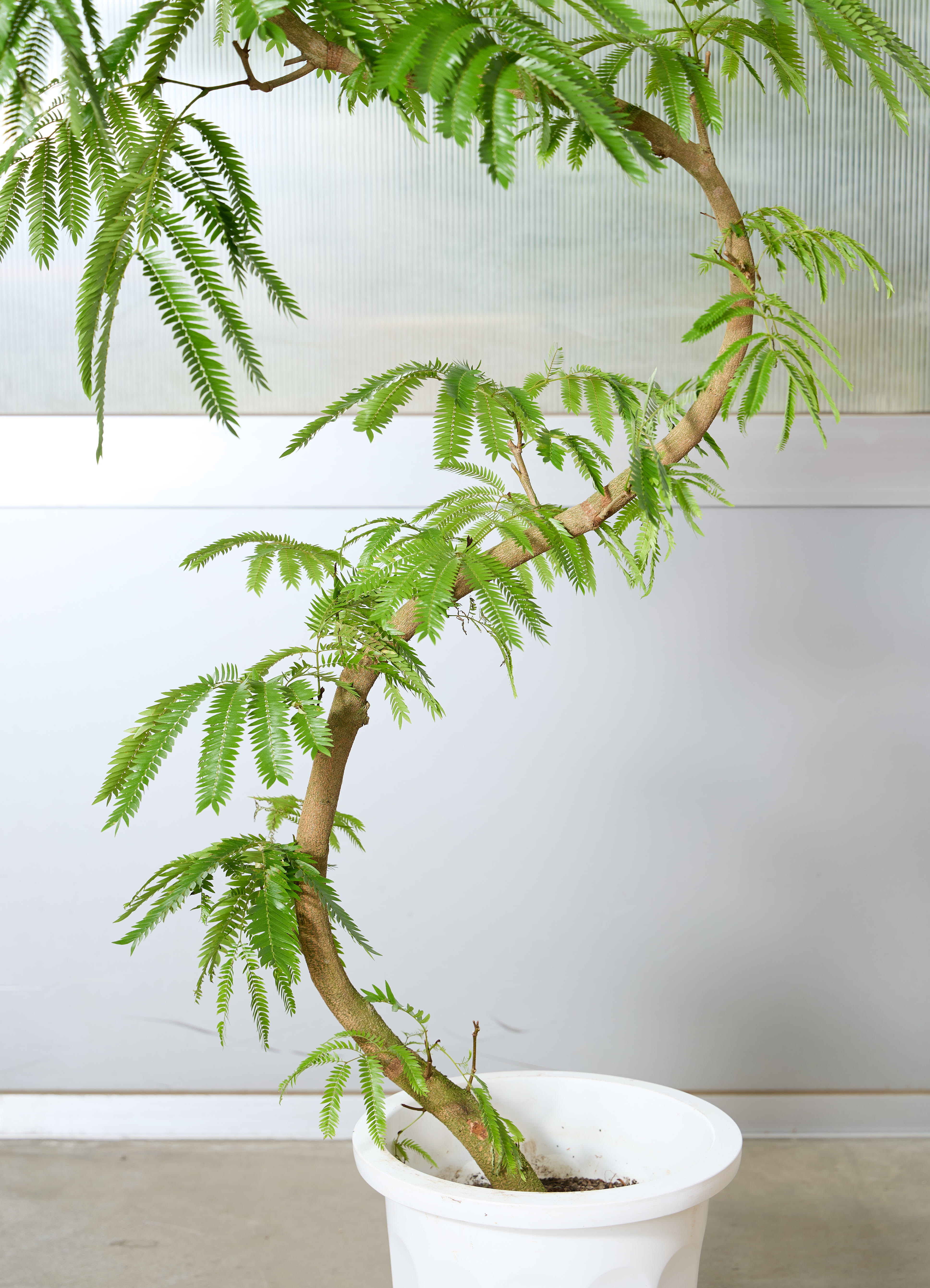 観葉植物 エバーフレッシュ 【170cm】 10号 曲り #72073 | 観葉植物
