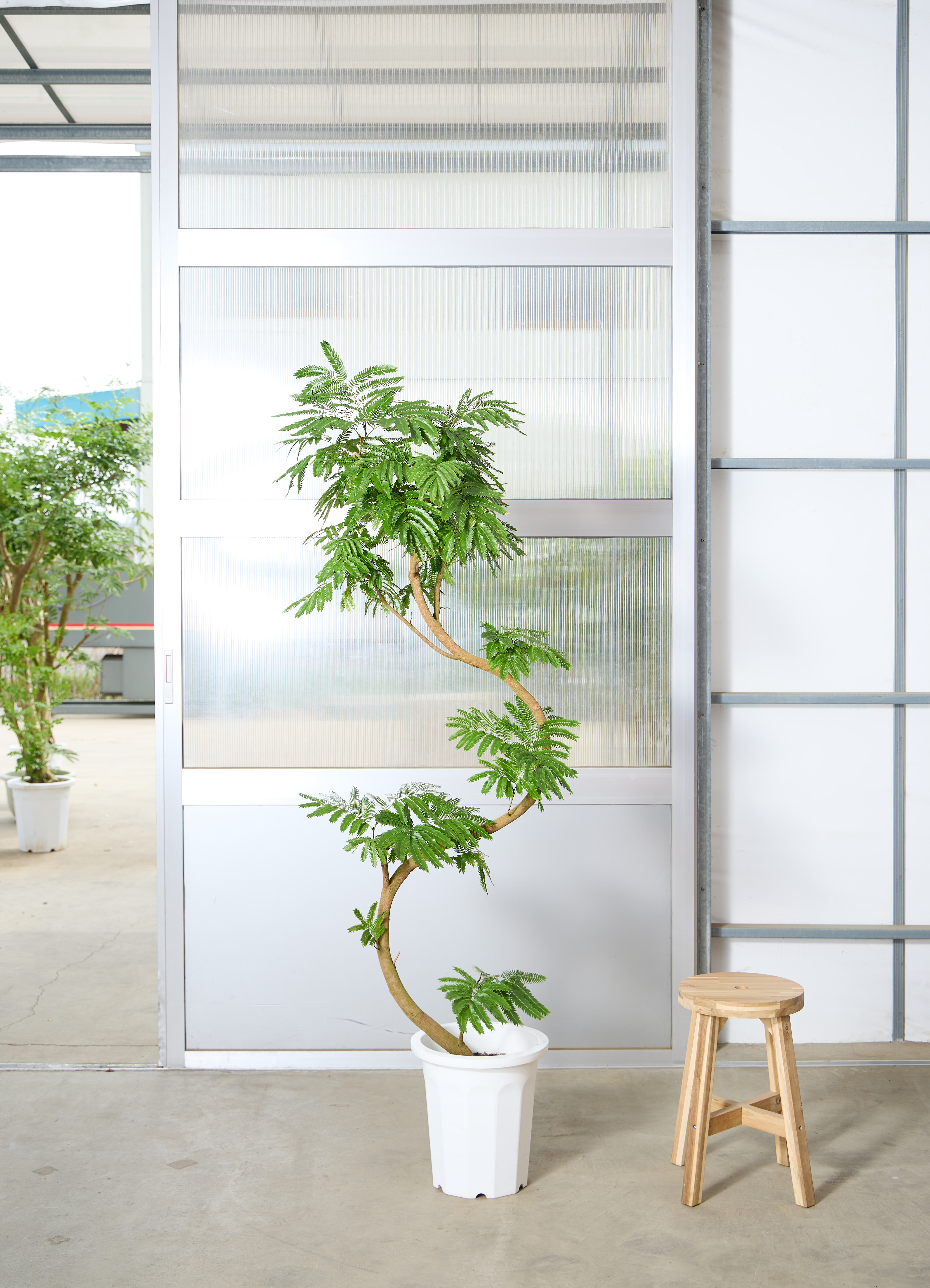 エバーフレッシュ 1点もの（現品・現物） | 観葉植物 | 送料無料でお