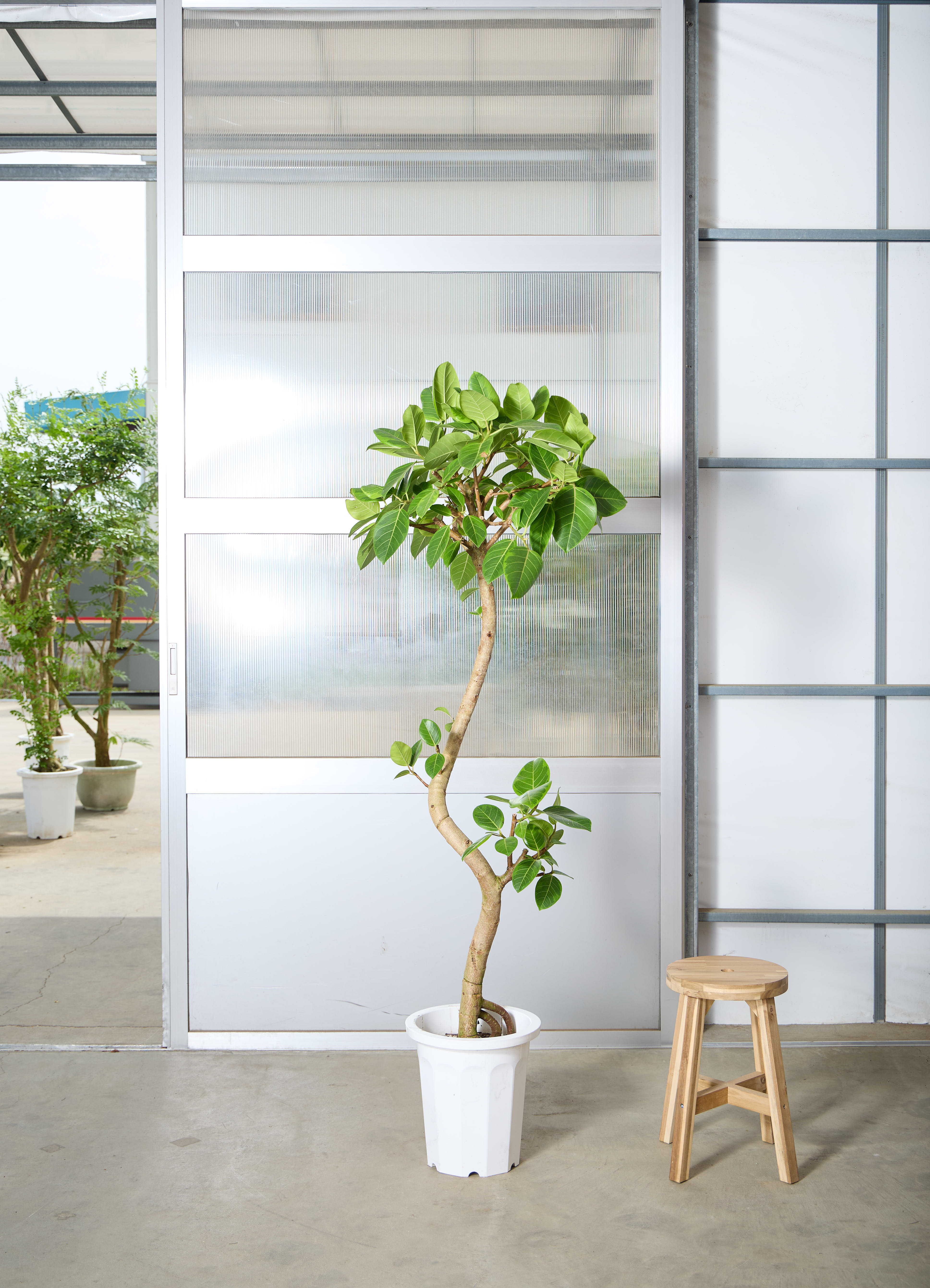 フィカス アルテシーマ 1点もの（現品・現物） | 観葉植物 - HitoHana