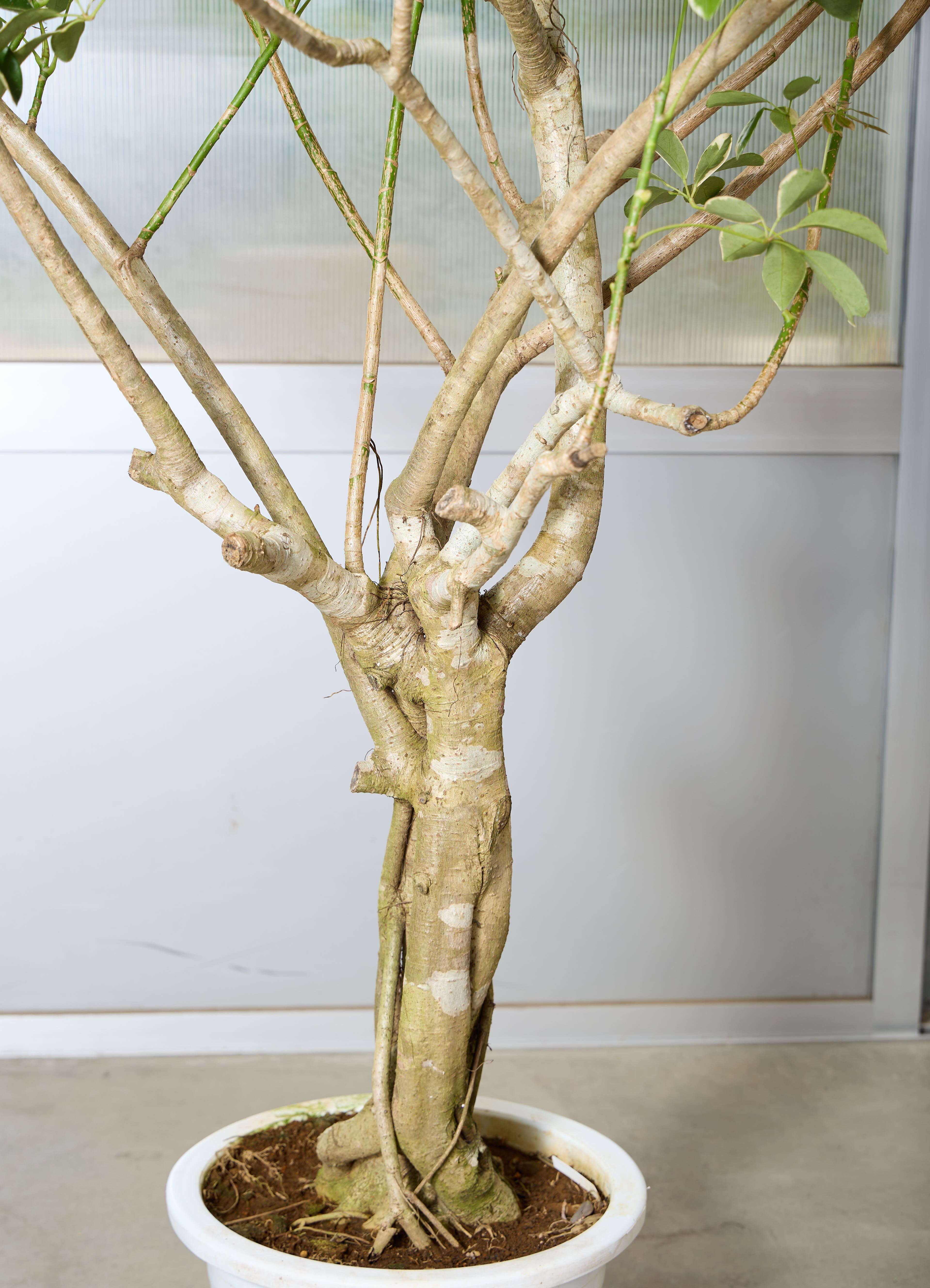 観葉植物 カポック（シェフレラ） 【170cm】 13号 #72076 ※1都3県配送