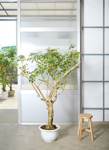 観葉植物 カポック（シェフレラ） 【170cm】 13号 #72076 ※1都3県配送