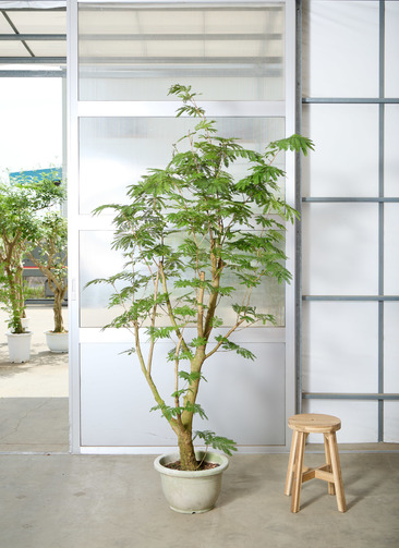 エバーフレッシュ　200cm大型　鉢12号　受皿＆キャスター付き 観葉植物 エバーフレッシュ 【230cm】 12号 #72074 ※1都3県配送限定