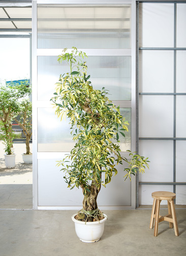シェフレラ・カポック 高さ80cm程 ○ 観葉植物 カポック（シェフレラ） 【215cm】 13号 斑入り #72075 ※1都3