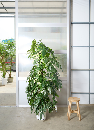 観葉植物 マングーカズラ 【175cm】 10号 斑入り ヘゴ柱 #72052 ※1都3