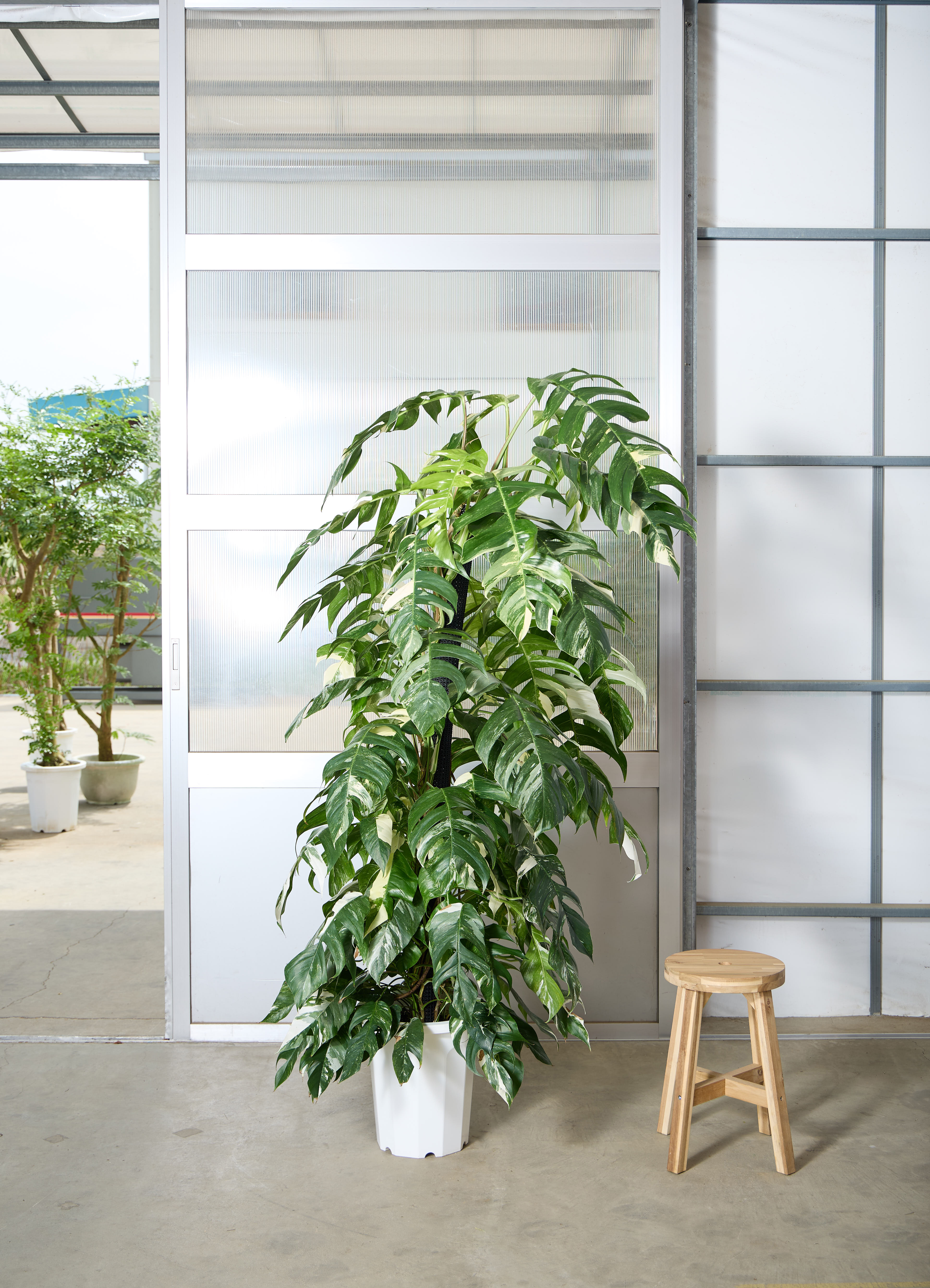 観葉植物 マングーカズラ 【175cm】 10号 斑入り ヘゴ柱 #72051 ※1都3