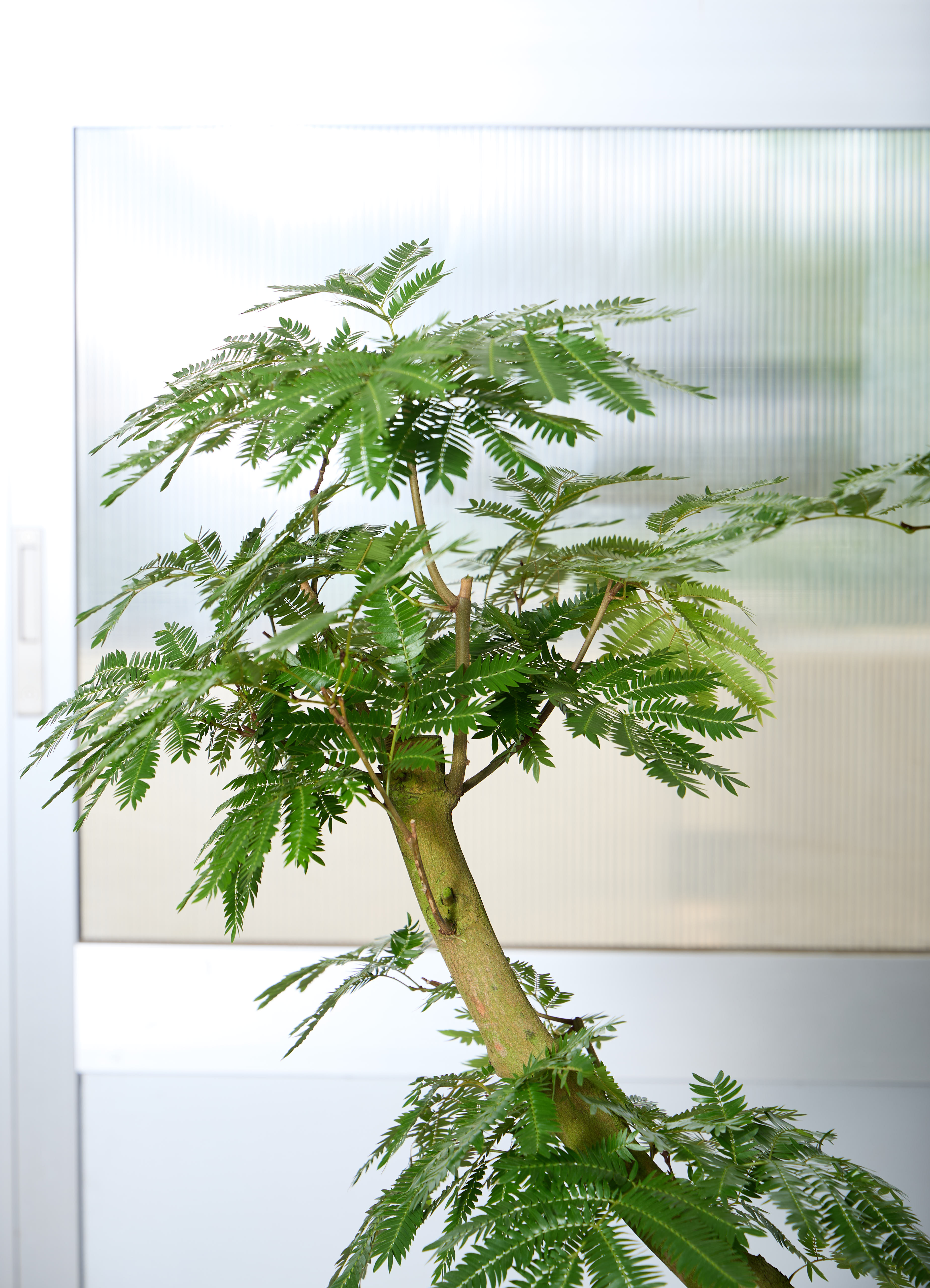 観葉植物 エバーフレッシュ 【180cm】 13号 #72046 ※1都3県配送限定
