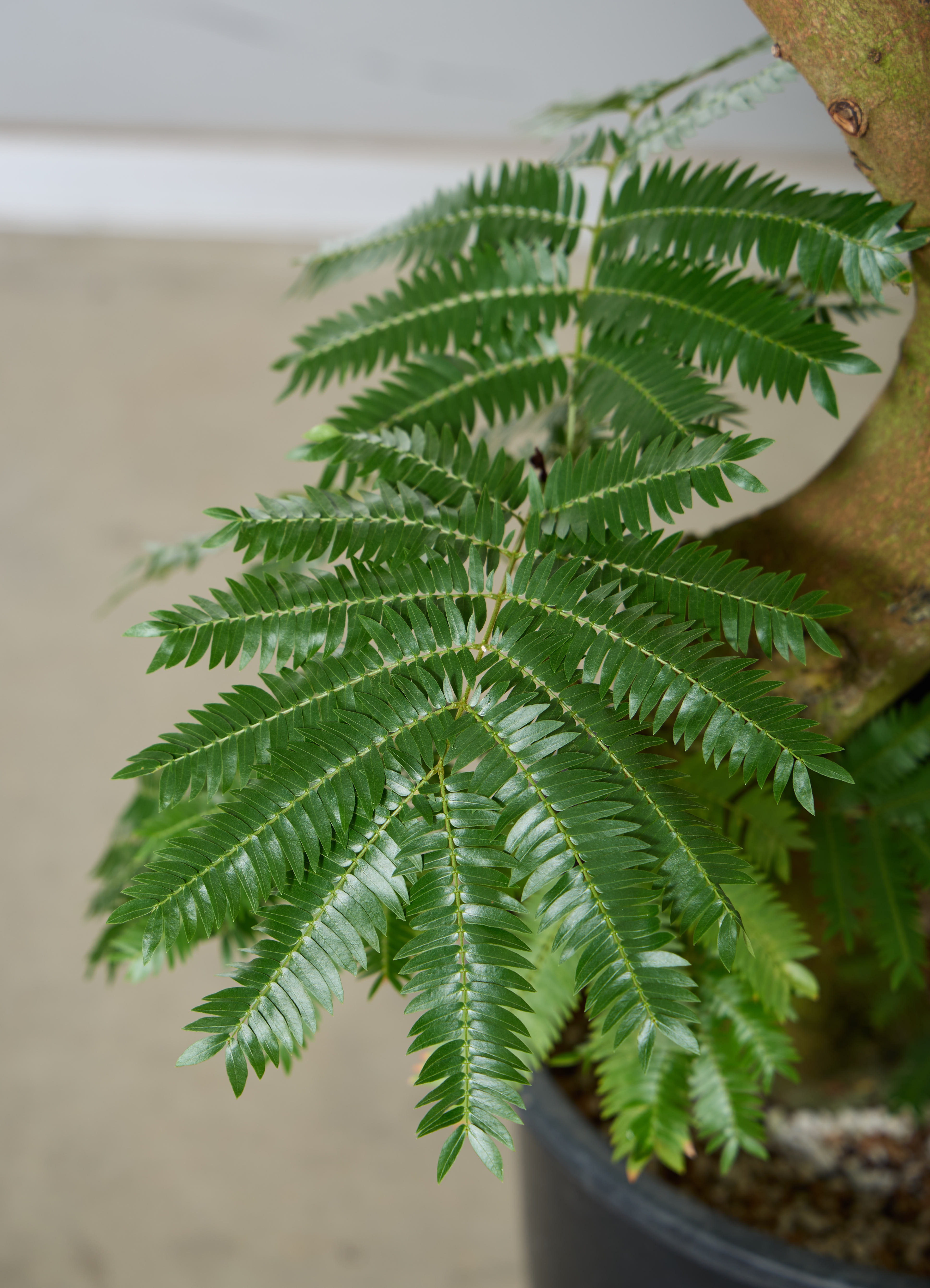 観葉植物 エバーフレッシュ 【180cm】 13号 #72046 ※1都3県配送限定
