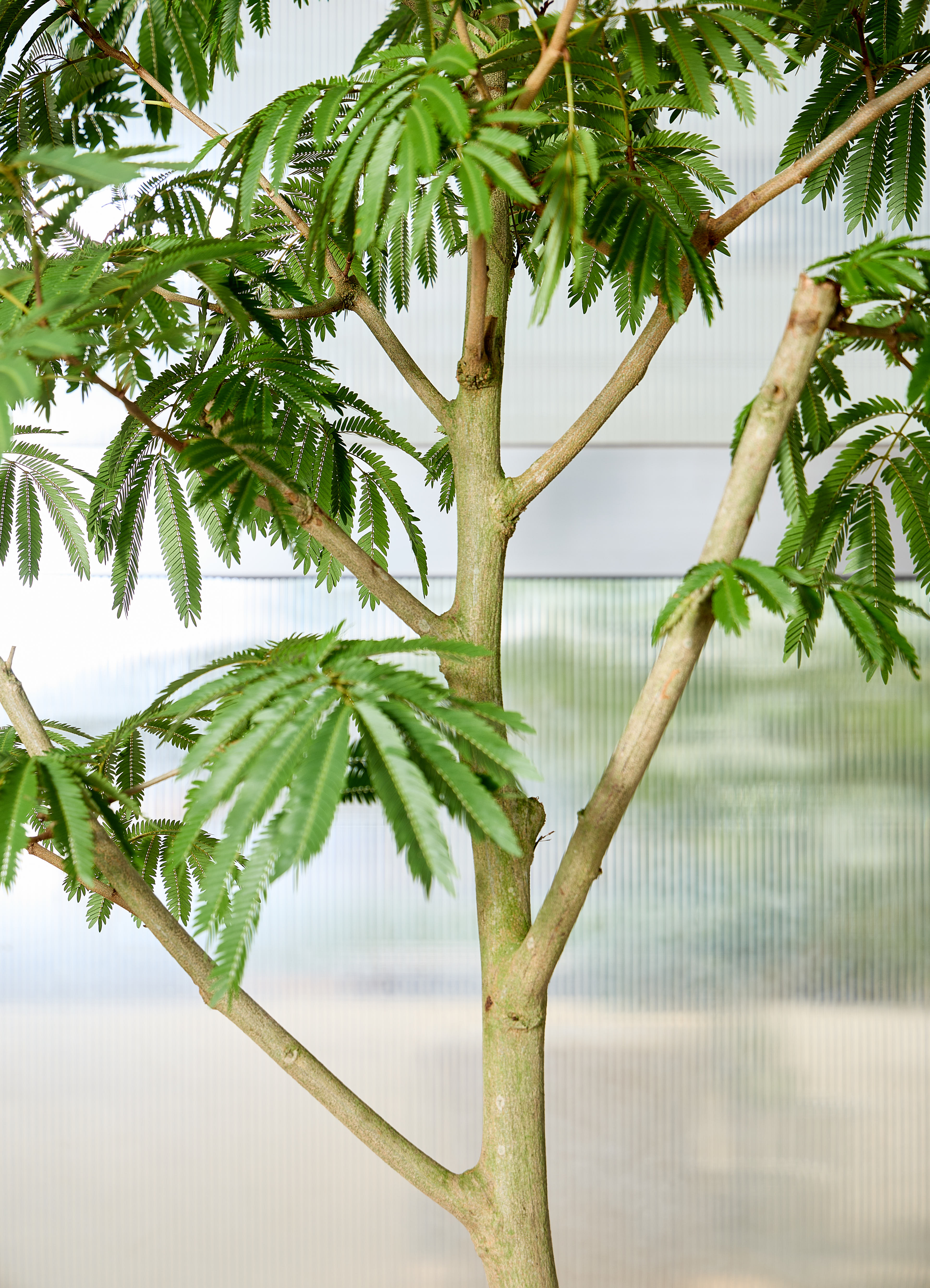 観葉植物 エバーフレッシュ 【210cm】 10号 曲り #72048 ※1都3県配送